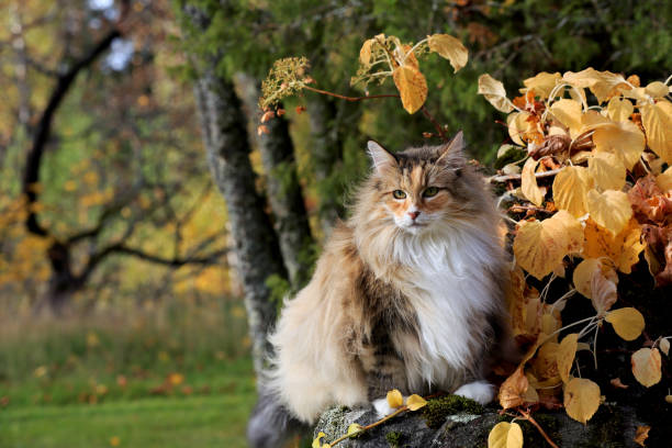 istock A beautiful tortoiseshell norwegian forest cat outdoors 1344790698