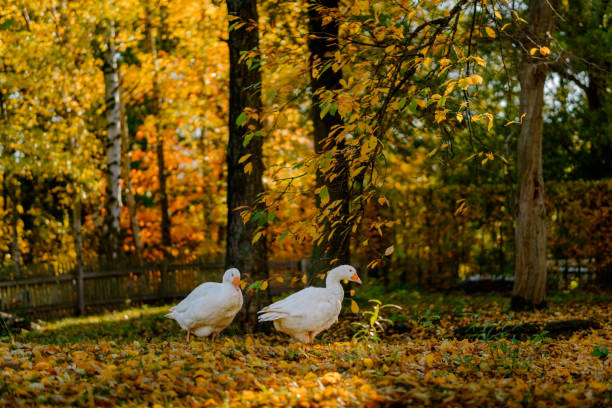 pair of white geese walking in autumn. golden sunlight shines through trees. back lit leaves shine in beautiful autumn colors in background. - sunrise leaf brightly lit vibrant color imagens e fotografias de stock