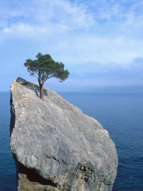 árbol que lucha por la vida en una roca - supervivencia fotografías e imágenes de stock