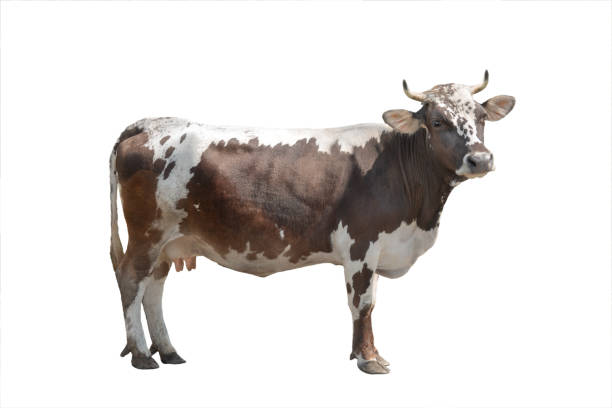 istock brown and white cow isolated on white background 1344792883