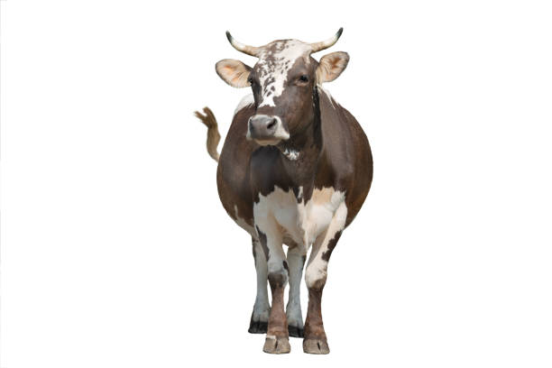 istock brown and white cow isolated on white background 1344792889