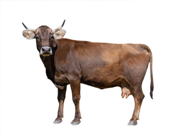 istock brown cow isolated on white background 1344792897