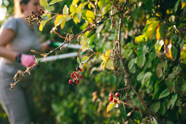 Back lit branch of overripe  blackberry on early autumn day, with barely recognizable women cutting bush in background