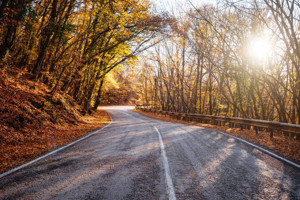 istock Asphalt road with fallen leaves in autumn forest. 1344793650