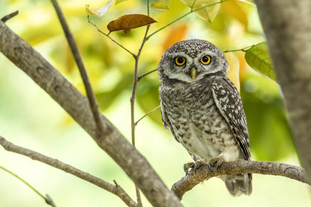 Spotted Owlet A Spotted Owlet (Athene brama) on a branch burrowing owl stock pictures, royalty-free photos & images