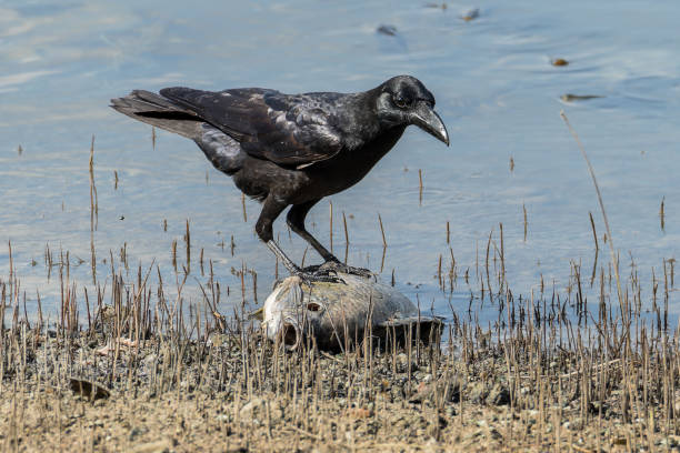 A crow feeding on a dead fish A Eastern Jungle Crow (Corvus macrorhynchos levaillantii) feeding on a fish carcass crow eating carrion stock pictures, royalty-free photos & images