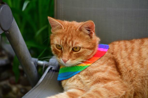 istock Bird warning cat collar helps saving birdlife in the nature 1344794126