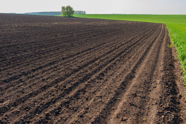 istock Plowed field and field with green wheat. 1344794148