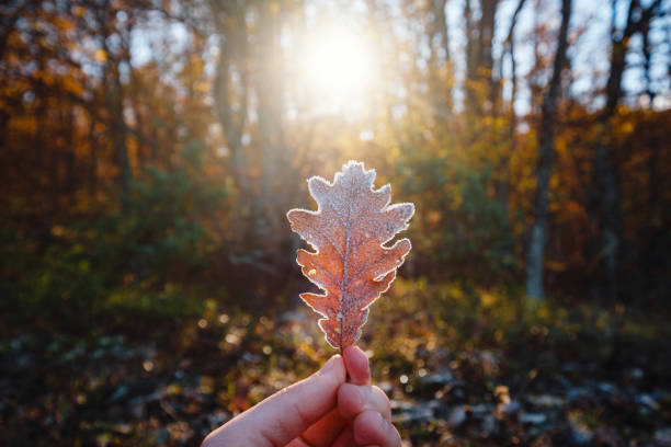 istock autumn leaf in the male hand 1344794216