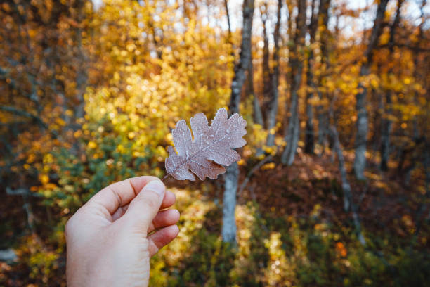 istock autumn leaf in the male hand 1344794251