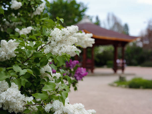 istock beautiful lilac flowers branch on a PARK background 1344795220