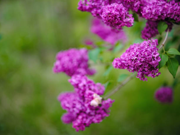 beautiful lilac flowers branch on a green background, natural spring background, soft selective focus. High quality photo