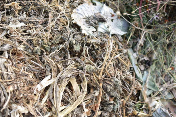istock Dry plants in a compost pit in autumn 1344795524