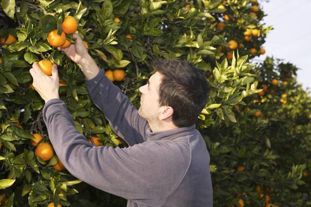 cosecha de agricultores de campo de naranjos recogiendo frutas - citrus fruit mandarin orange orange large group of objects fotografías e imágenes de stock