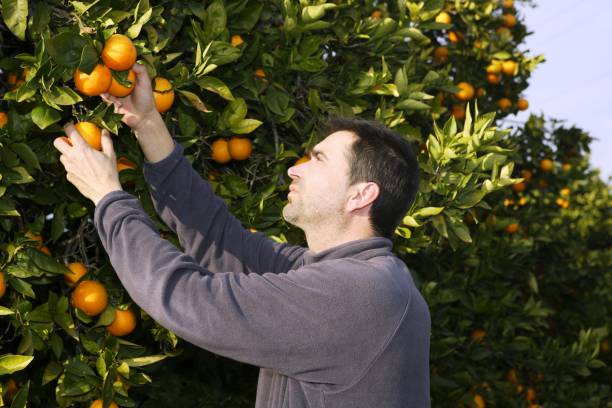drzewo pomarańczowe pożywka zbiera plony zbierając owoce - beautiful people citrus fruit fruit zdjęcia i obrazy z banku zdjęć