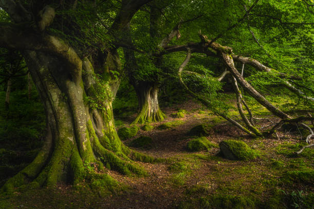 hêtre ancien recouvert de mousse et illuminé par la forêt sombre de la lumière du soleil, glenariff forest park - unknown age photos et images de collection