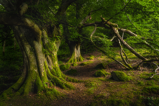 Ancient beech covered in moss and illuminated by sunlight dark forest, Glenariff Forest Park
