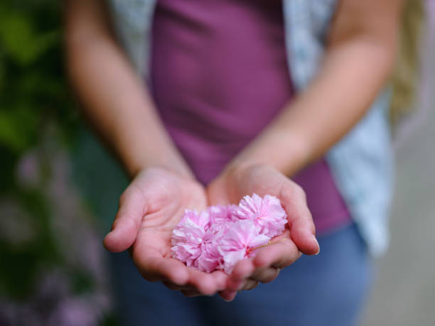 Blooming sakura tree, pink sakura flower in hands of woman, atmosphere of unity with nature, delicate flower in her hand
