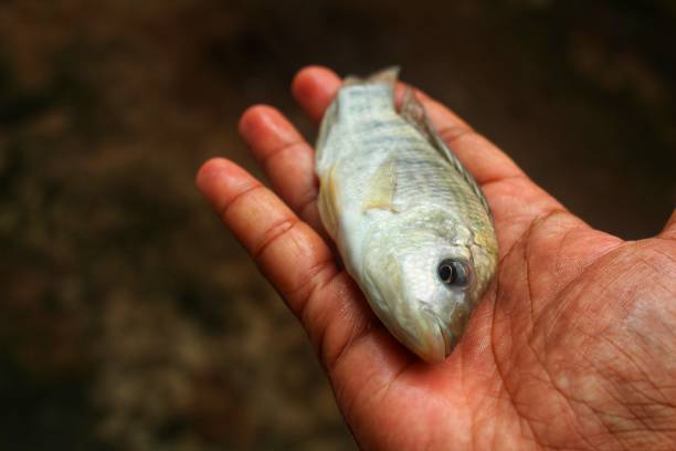 istock Big tilapia fish in hand in nice blur background 1344796382