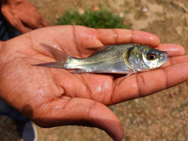 istock Catla carp fish fingerling seed in hand 1344796388