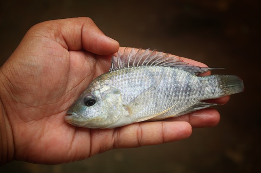 Big tilapia fish in hand in nice blur background