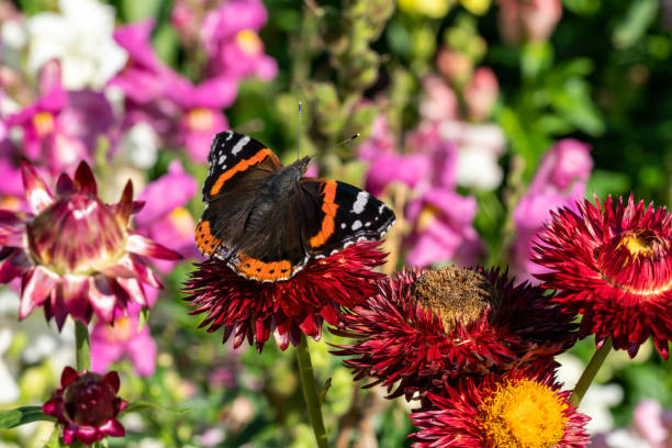 Red Admiral butterfly (Vanessa atalanta) Red Admiral butterfly (Vanessa atalanta) resting on an Helichysum Straw Flower plant during the summer season, a macro close up stock photo image vanessa atalanta stock pictures, royalty-free photos & images