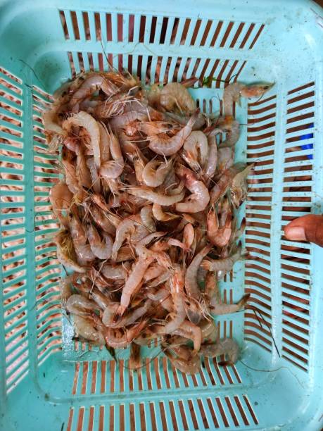 istock Lots of white shrimp on a plastic basket 1344796614