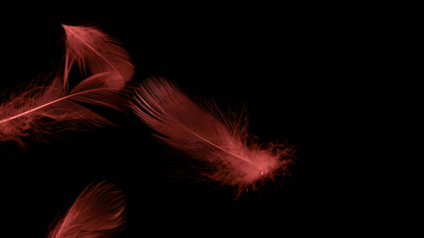 istock blue duck feathers on a black isolated background 1344797632
