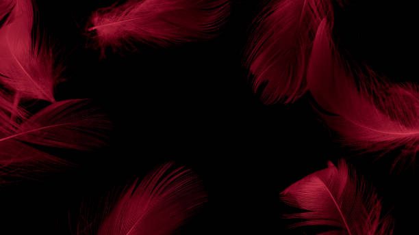 istock blue duck feathers on a black isolated background 1344798118