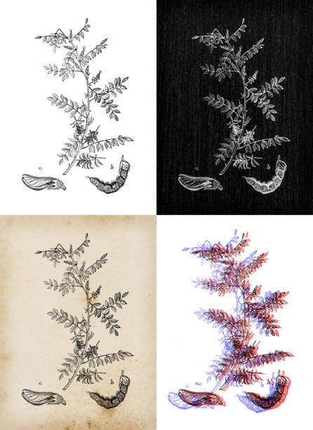 Antique botany illustration: Indigofera tinctoria, true indigo