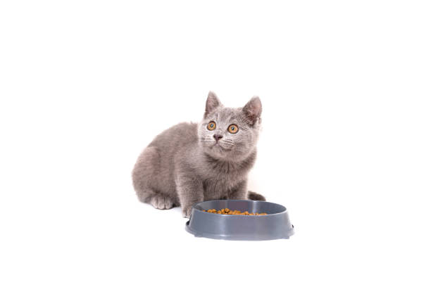 istock Blue-gray British kitten eating food isolate on a white background. 1344799130