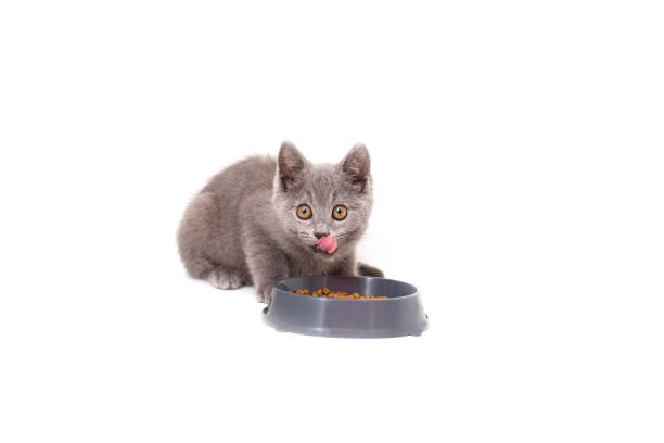istock Blue-gray British kitten eating food isolate on a white background. 1344799190