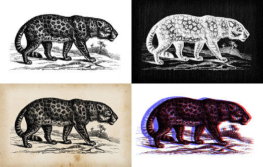 Antique animal illustration: Jaguar