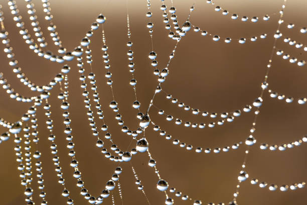 istock Close-up of dew drops on a spider web. 1344800835