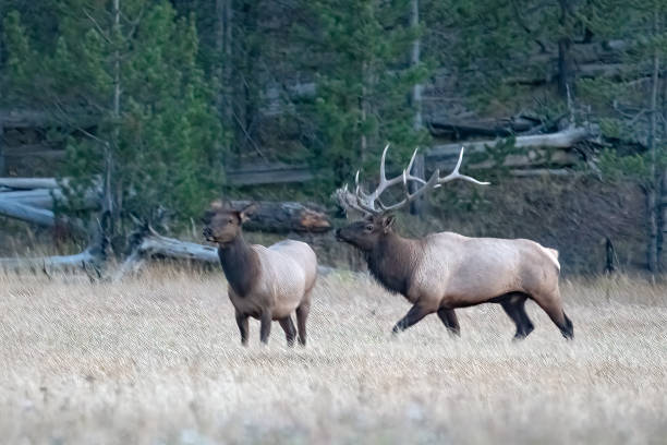 istock Enormous bull elk rounding up elk cows 1344800846