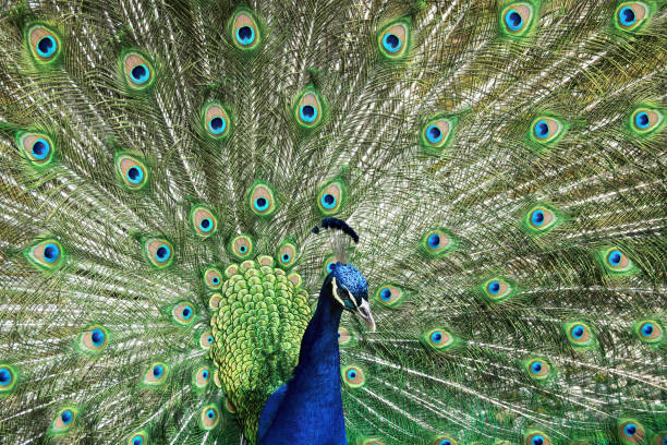 istock Close up of a peacock 1344801582