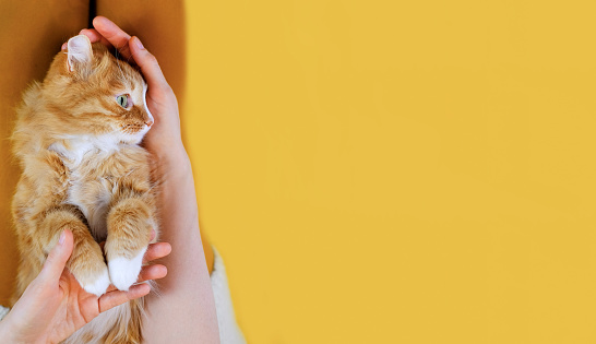 The ginger cat lying on the lap of a girl on yellow background, top view, copy space, banner