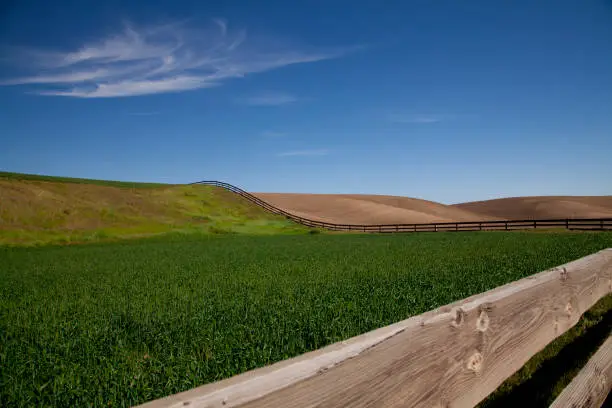Rolling green wheat fields in springtime in the Palouse area of Washington state