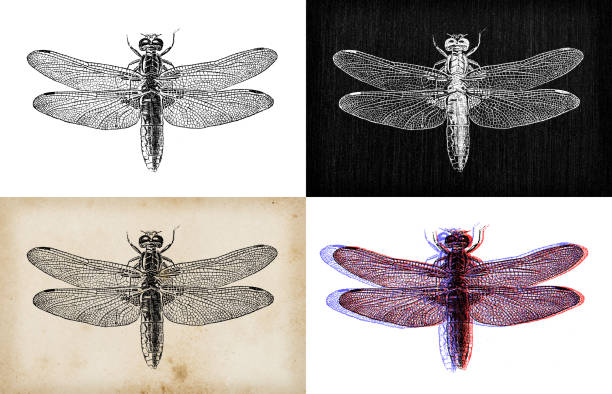 istock Antique animal illustration: Libellula depressa, broad-bodied chaser, broad-bodied darter 1344801687