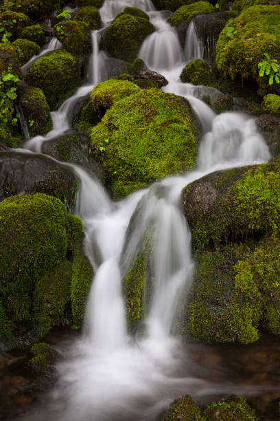 istock Beautiful, tranquil waterfall surrounded by lush green moss in a rain forest in Olympic National Park in Washington state 1344801692