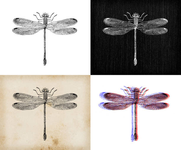 istock Antique animal illustration: azure damselfly (Coenagrion puella) 1344801722