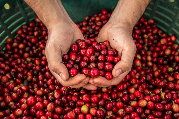 coffee plantation in costa rica at harvest time In the province of Alajuela, Costa Rica, a group of coffee pickers from different areas of the country, and even from neighboring countries, come to work on these coffee farms when it is harvest time raw coffee bean stock pictures, royalty-free photos & images