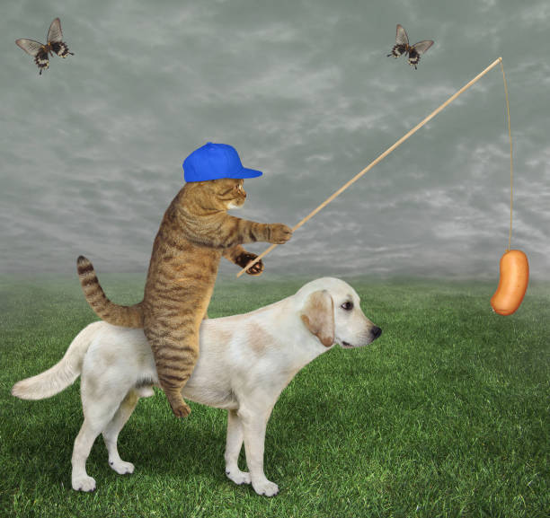 istock Cat with sausage rides labrador 3 1344801992