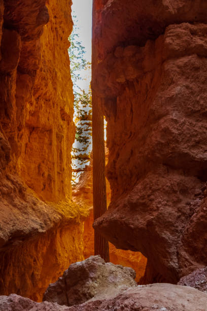 The Wall Street Trail in Bryce Canyon Ampitheater
