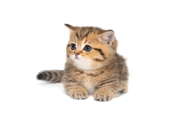 740개 이상의 먼치킨 고양이 스톡 사진, 그림 및 Royalty-Free 이미지 - iStock 740개 이상의 먼치킨 고양이 스톡 사진, 그림 및 Royalty-Free 이미지 - Istock