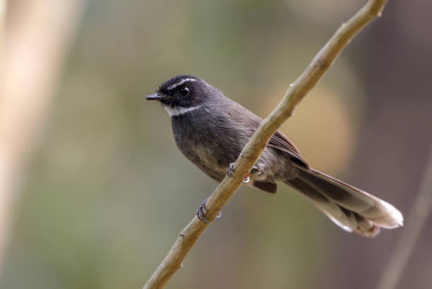 istock white-throated fantail 1344803244