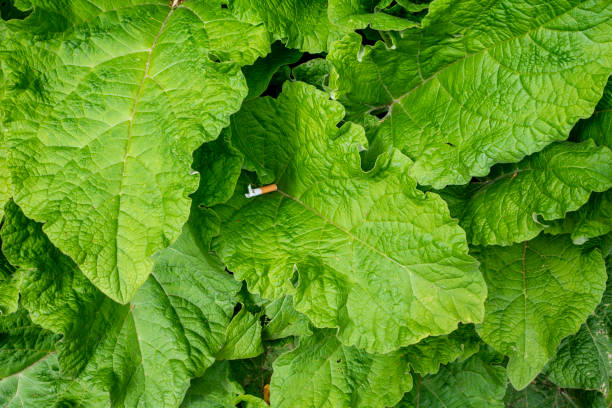Cigarette butt in a leaf Some thoughtless person has thrown a cigarette butt into a leaf of Monk’s Rhubarb (Rumex alpinus). rumex alpinus stock pictures, royalty-free photos & images