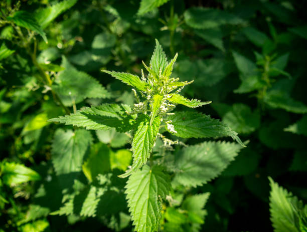 Urtica dioica (Urtica dioica) - foto de acervo