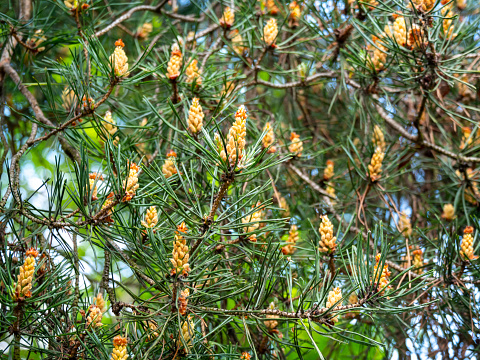 Young cones on a Scots Pine tree on a sunny day. The immature cones show female ‘flowers’ at their tips.