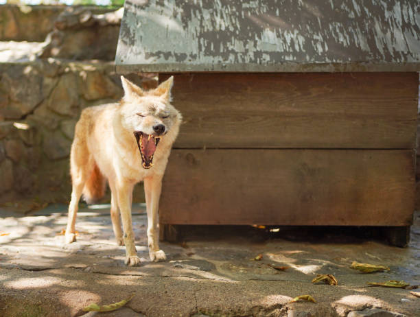Agged and drowsy  arctic senior white wolf with worn teeth yawning and preparing to rest